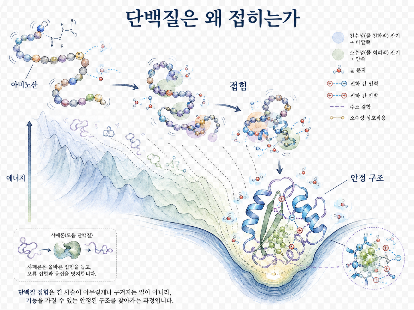 단백질은 왜 접히는가